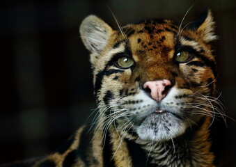 ウンピョウの表情のクローズアップ