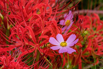 A pink cosmos blooming between red spider lilies