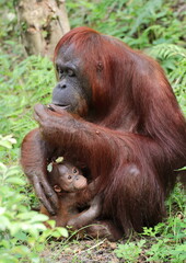 子を抱きながらドングリを食べるボルネオオランウータン