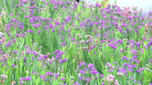 Field of colorful statice flowers growing in an outdoor garden space. Many multicolored statice flowers grow in garden closeup background. Gardening concept
