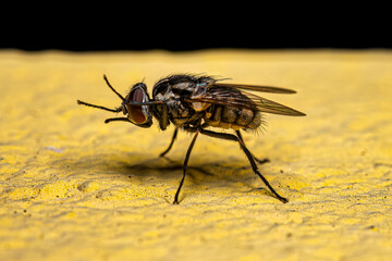 Adult House Fly