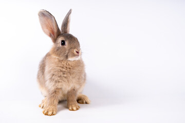 Cute looking brown rabbit standing isolated white background