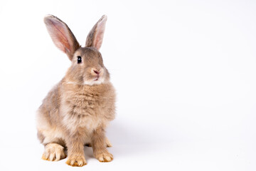 Cute looking brown rabbit standing isolated white background