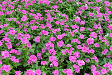field of pink tulips