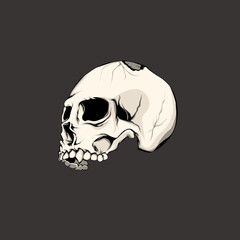 skull on black