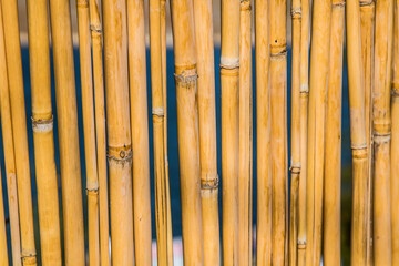 Fence from dry cane reeds in nature as a background