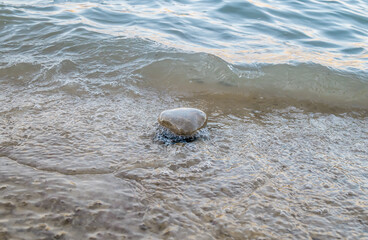 Water washes a stone on the shore.Water in motion.Blur.Soft focus.