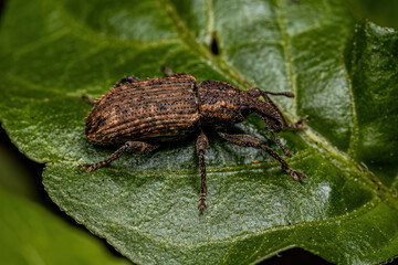 Adult True Weevil