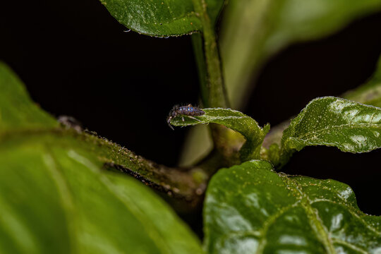 Small Elongate Springtail Arthropod