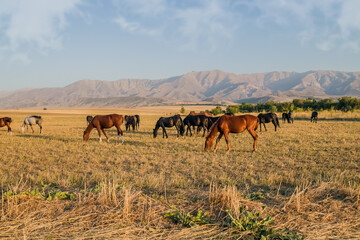 Horses graze in the foothills against the backdrop of the mountains