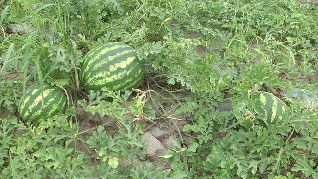 Ripe watermelons on the field. Harvesting.  Agriculture. Natural watermelon growing in the field