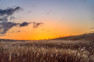 曽爾高原　ススキ　夕暮れ