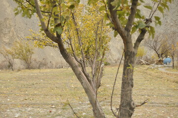 apple trees with apple view - out of season