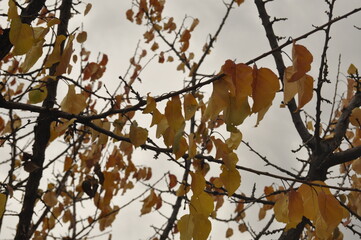 autumn leaves in the sky