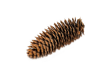 Large dry fir cone on a white background