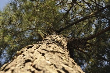 close tree view