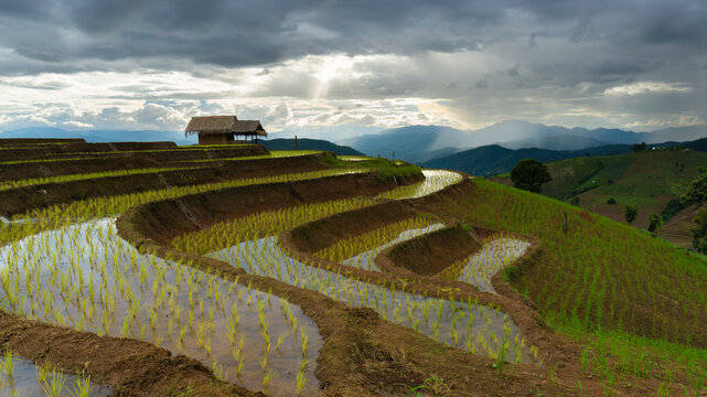Pah Bong Pieng rice terraces a famous tourism destination, Chiang Mai, Thailand