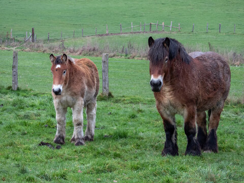 ardenner workhorse with foal