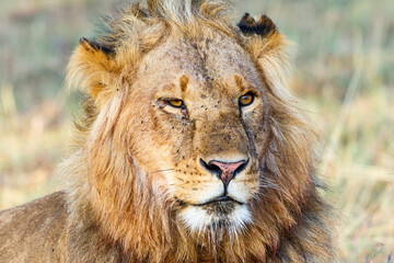 Close up of a lion male looking at something on the savannah