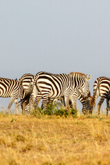 Fototapeta na wymiar Zebras on the African savannah