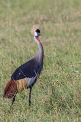 Grey Crowned Crane walking in the tall grass in Africa