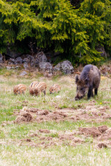 Wild boar sow with young piglets