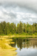 Fototapeta na wymiar Coniferous forest by a lake in the wilderness