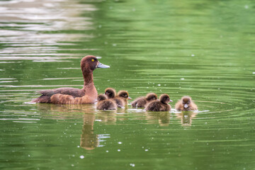 Female Tufted duck swims with her ducklings in green lake