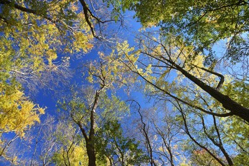 青空に映える黄葉