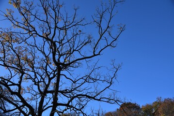 晩秋の青空