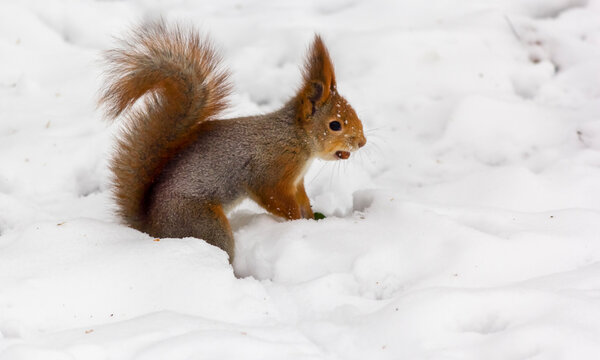 A cute red squirrel sits in the snow and chews on a nut. © Sviatlana