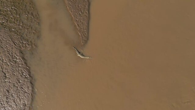 Aerial view of a crocodil diving into a river in the samburu reserve