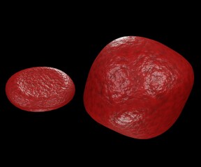 Isolated swollen erythrocyte with normal red blood cell. Macrocytic anemia 3d rendering
