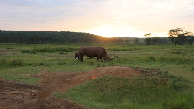 A white rhinoceros family eating grass in the nakuru game reserve in Kenya
