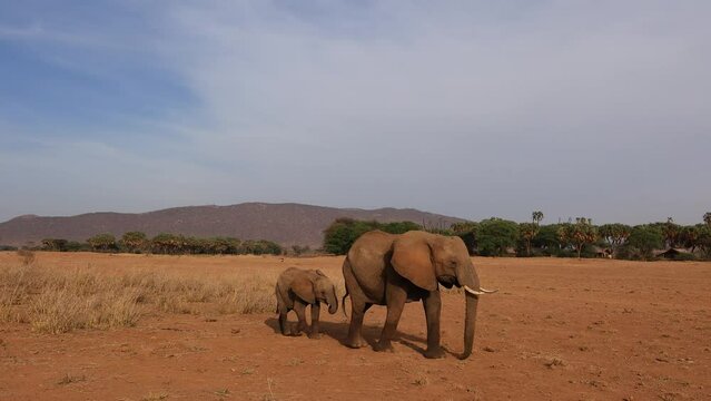 A family of elephants are walking in the samburu reserve in kenya
