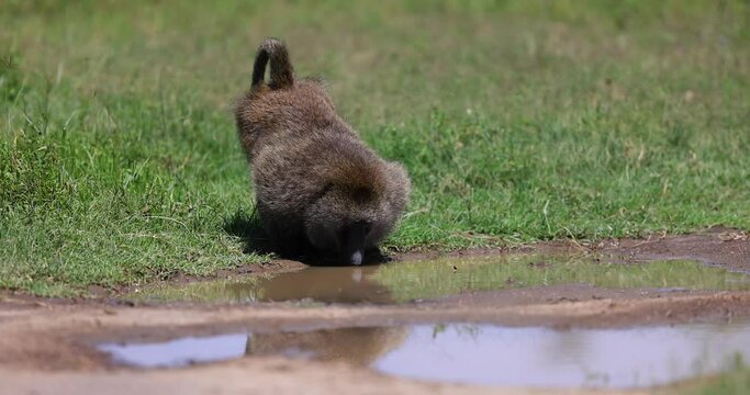 A baboon drinks water in the nakuru reserve in Kenya