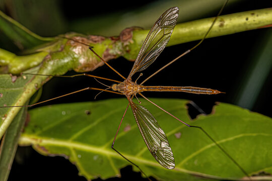 Adult Limoniid Crane Fly