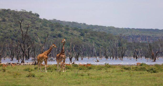 A family of giraffes walk in the nakuru reserve in Kenya