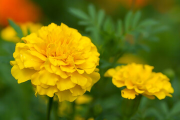 マリーゴールド