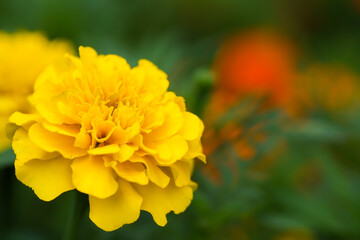 マリーゴールド