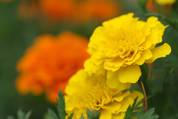 マリーゴールド