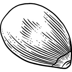 Hand drawn Pine Nuts Sketch Illustration