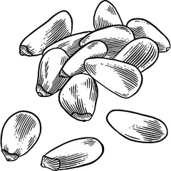 Hand drawn Pine Nuts Sketch Illustration