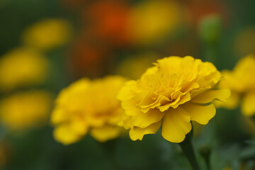 マリーゴールド