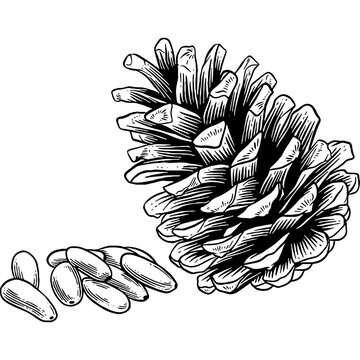 Hand drawn Pine Nuts Sketch Illustration