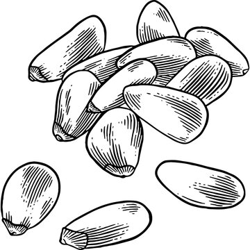 "Pine Nuts" Images – Browse 50,416 Stock Photos, Vectors, and Video