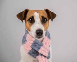 Dog Jack Russell Terrier wearing a knit scarf on a white background.