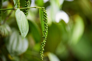 Fresh peppercorn in the garden