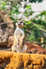 Meerkat, Suricata suricatta, on hind legs. Portrait of meerkat standing on hind legs with alert expression. Portrait of a funny meerkat sitting on its hind legs.