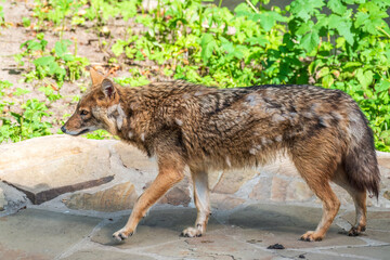 Gray wolf in forest on the green grass. The wolf, Canis lupus